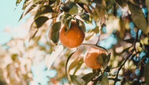 Image of Oranges on a tree in support of PepsiCo's search for field tools to evaluate raw citrus juice quality