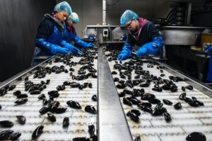 Three workers wearing protective gear in a processing plant sorting mussels on a conveyor belt. Humans are used for processing delicate bivalve meat