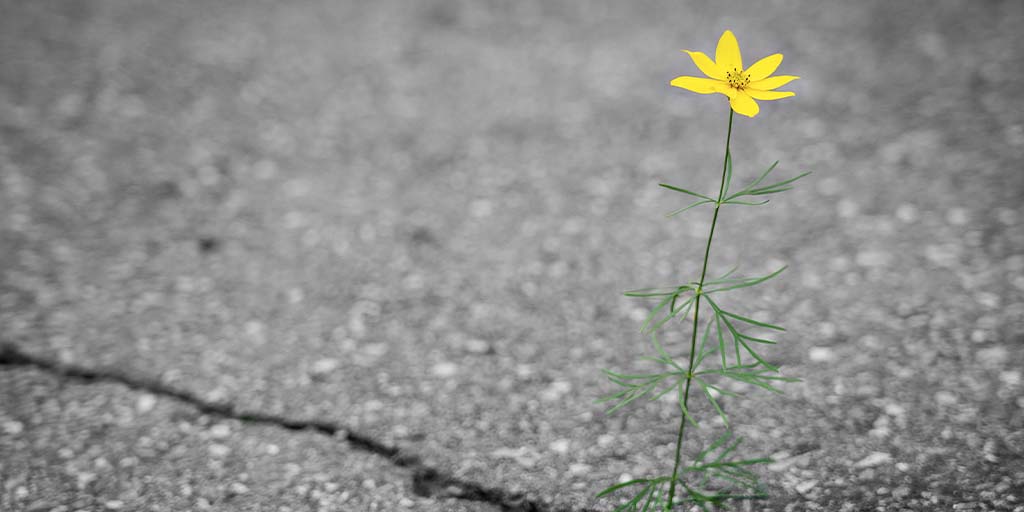 Seeking: Bio-based Alternatives to Asphalt Image of a flower growing out of an asphalt crack