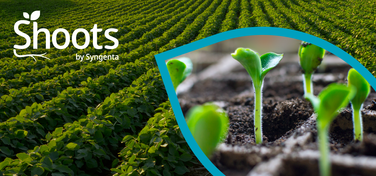 Shoots by Syngenta